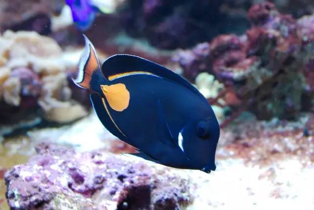 怎么驯服水族箱,怎么驯服海王