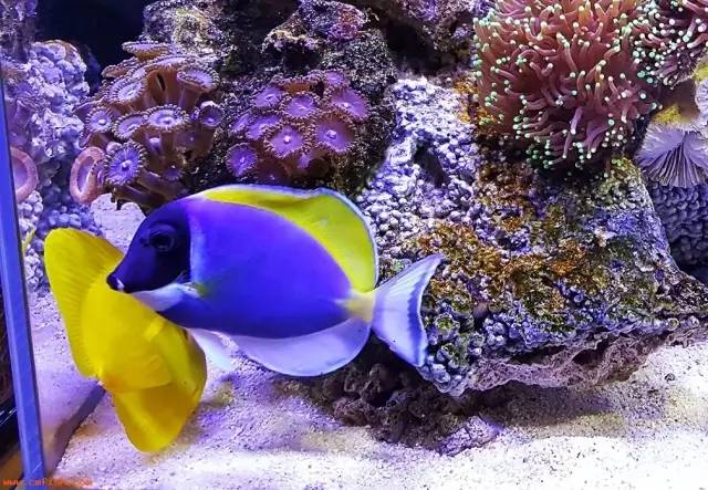 海缸小虫怎么培养,怎么驯服海缸里面的小恶魔