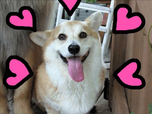 「福利」这周末有一场和宠物的约会等你来，小布送票送助攻→