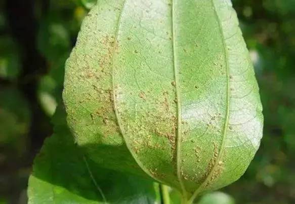 枣树病虫害防治全攻略,枣树病虫害防治技术视频