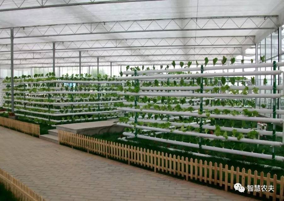 无土栽培除了水培还有什么,知农道农无土栽培实操技术