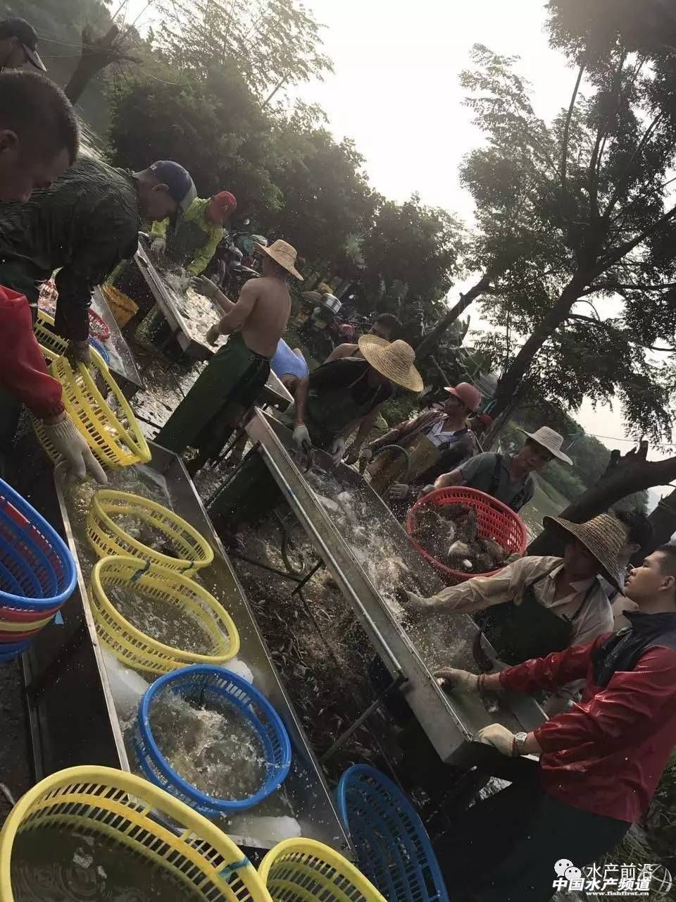 鳜鱼行业,低门槛的行业面临淘汰