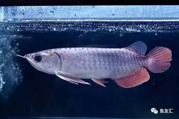 龙鱼价格为什么那么贵,日本金龙鱼多少钱