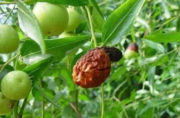 枣树的常见病虫害防治方法,枣树病虫害防治方法与技术