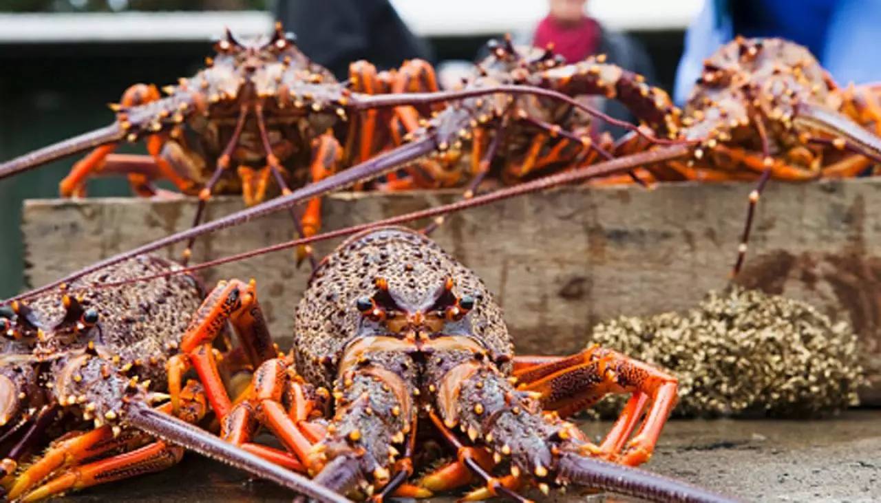 澳洲小岛要加入新西兰；新西兰龙虾成黑帮通用货币；NZ爆发假冒税局邮件诈骗；“存款证明”可网购数额随便填；数据：新西兰谁最穷？