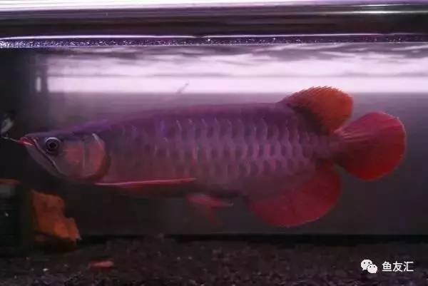 龙鱼价格为什么那么贵,日本金龙鱼多少钱