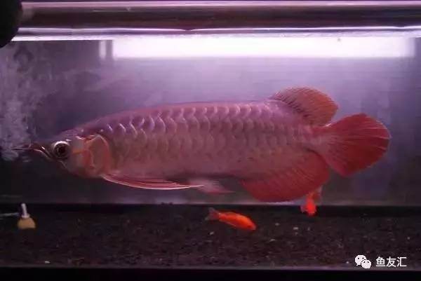 龙鱼价格为什么那么贵,日本金龙鱼多少钱