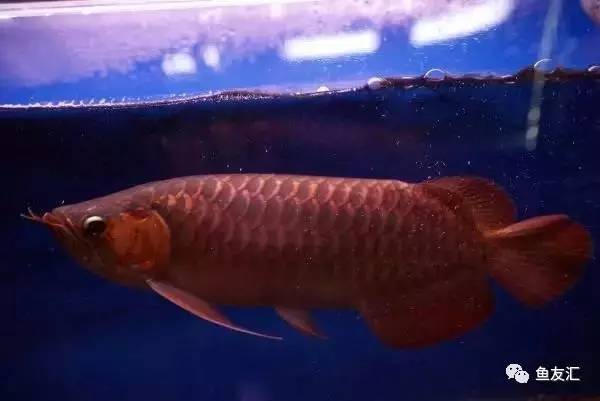 龙鱼价格为什么那么贵,日本金龙鱼多少钱