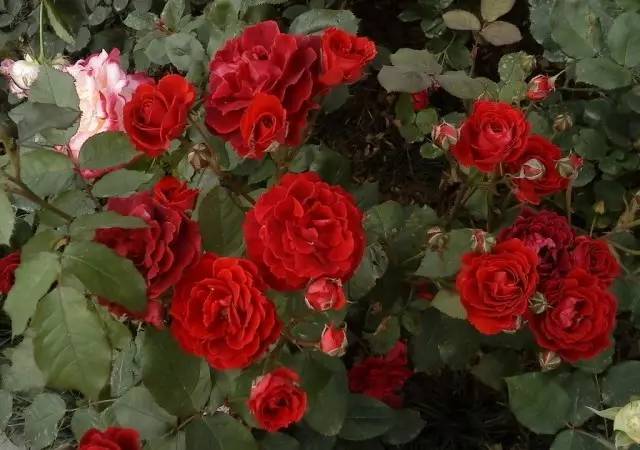 玫瑰花特征和知识,植物百科依兰花