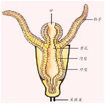 生来就是一个吃货｜浮想联翩解剖学第二弹