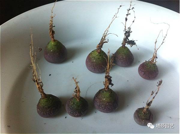 生石花最好养的品种,生石花品种大全图谱和价格