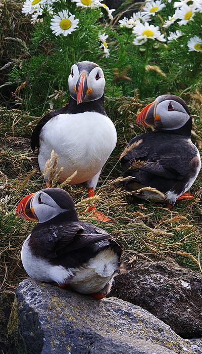 冰岛冰与火的世界,冰岛世界尽头的纯净