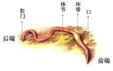 生来就是一个吃货|浮想联翩解剖学第二弹