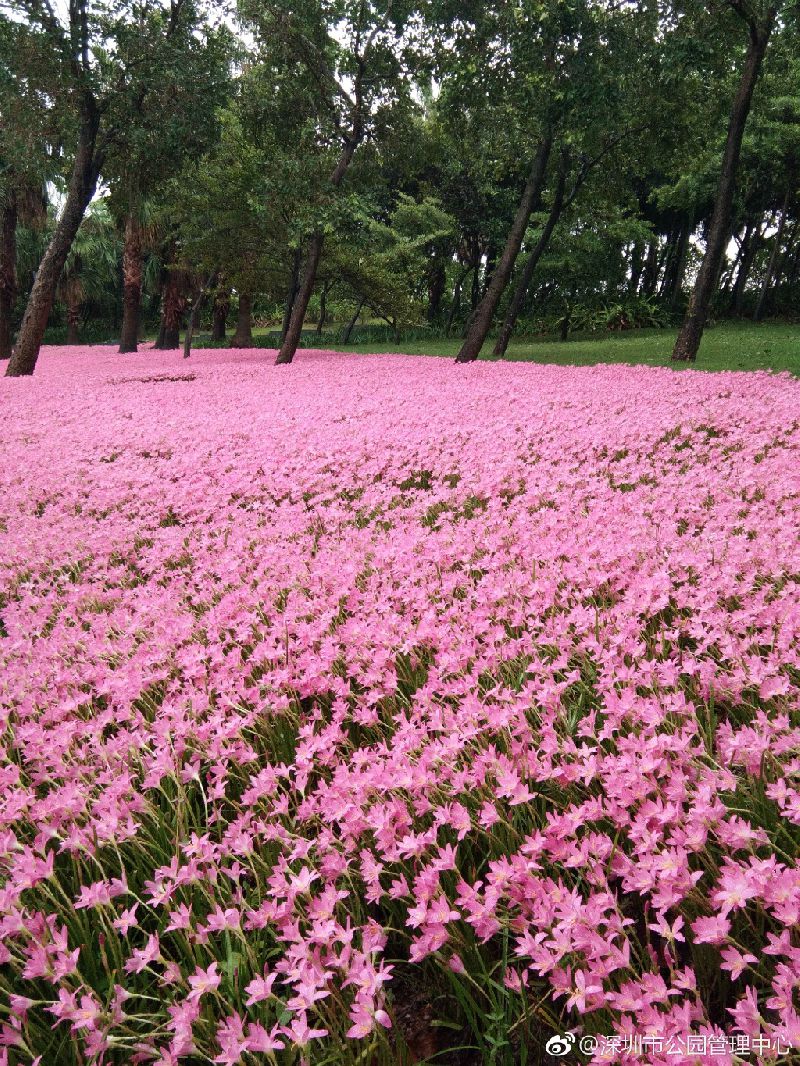 深圳最美丽花海,深圳发现的花海