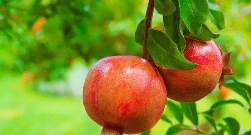 石榴甘甜多汁的原因有哪些,石榴颗粒饱满鲜美多汁