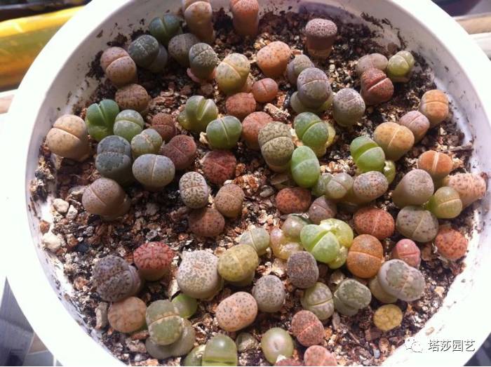 生石花最好养的品种,生石花品种大全图谱和价格