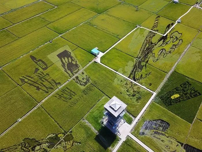 沈阳稻梦空间玉米,沈阳有稻梦空间吗