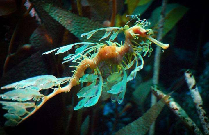 海马入缸几天喂食,海马种植