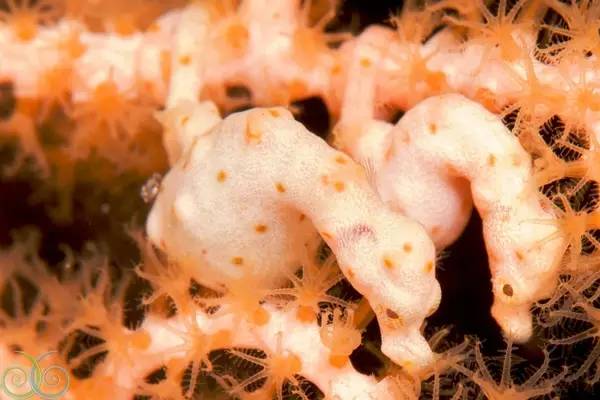 船宿潜水选哪里,从小白到潜水教练需要花多少钱