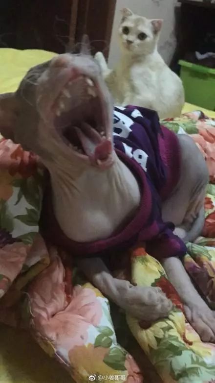 还有比这更尴尬的首次约会吗？女子捡屎被卡住