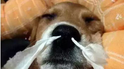 吐血整理学习攻略,吐血整理的攻略