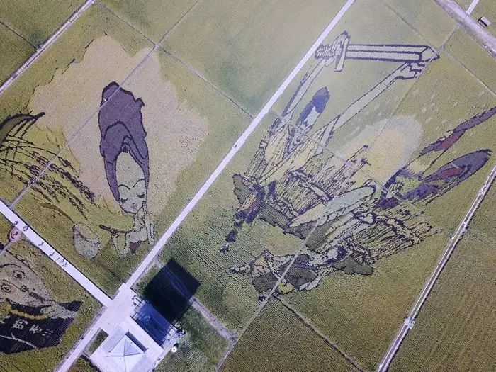 沈阳稻梦空间玉米,沈阳稻梦空间的水稻