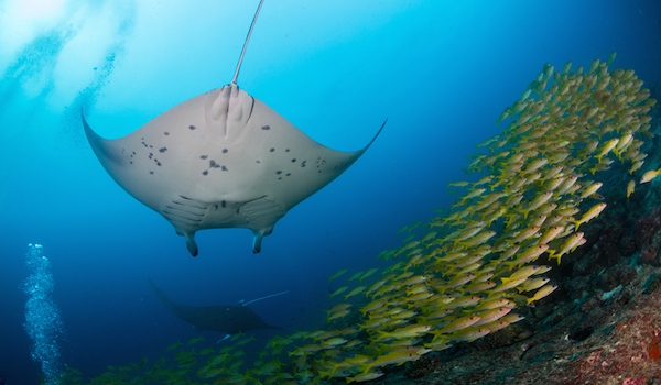 船宿潜水要什么水平,船宿潜水推荐