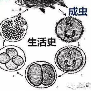 彻底清除小瓜虫,如何解决小瓜虫的妙招