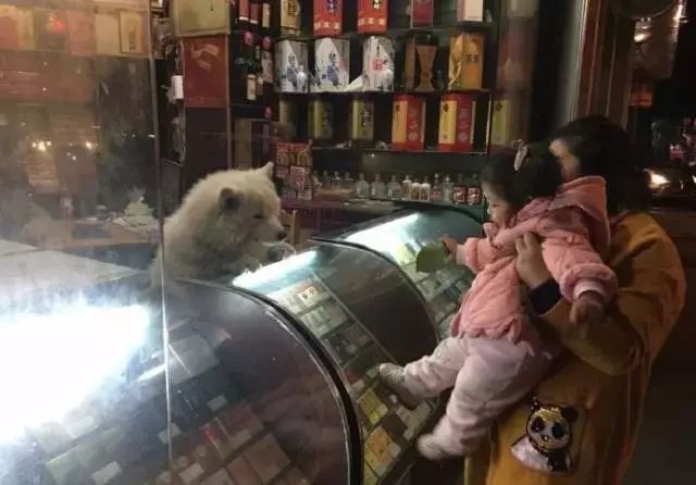 狗狗当老板有模有样,狗狗开店当老板