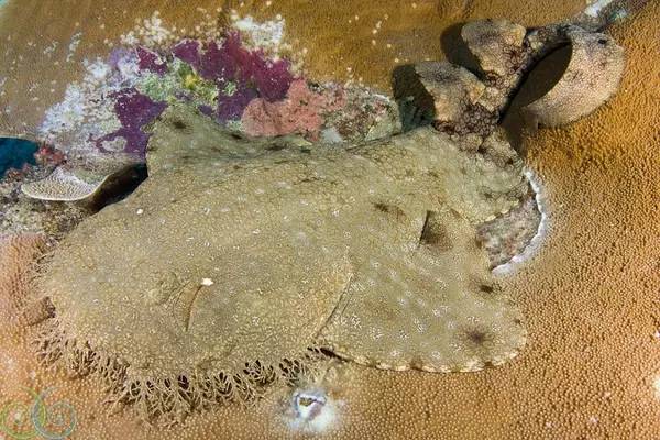 船宿潜水要什么水平,船宿潜水推荐