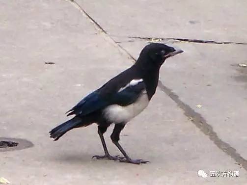 七夕节的所有资料与起源,动物有七夕节吗