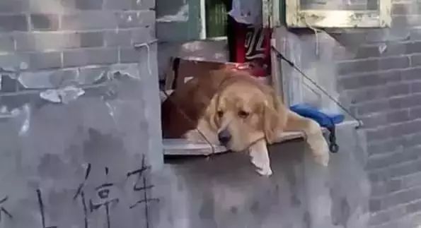 狗狗当销售部老总,狗当老板的店视频