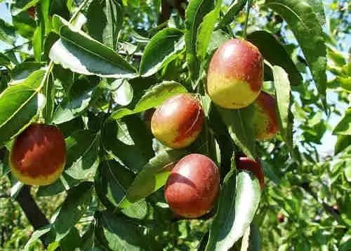 胃不好能吃榴莲吗,胃不好吃什么零食