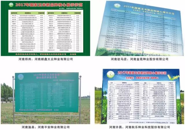 2021年玉米核心品种展示,中国玉米新品种图鉴官网