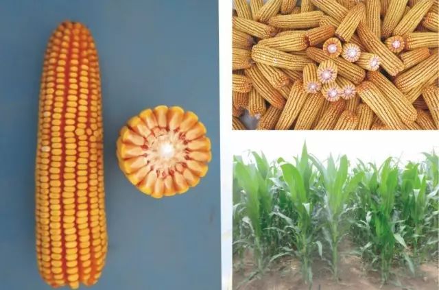 2019年农业部推广的玉米新品种,2022年国家审定的玉米新品种