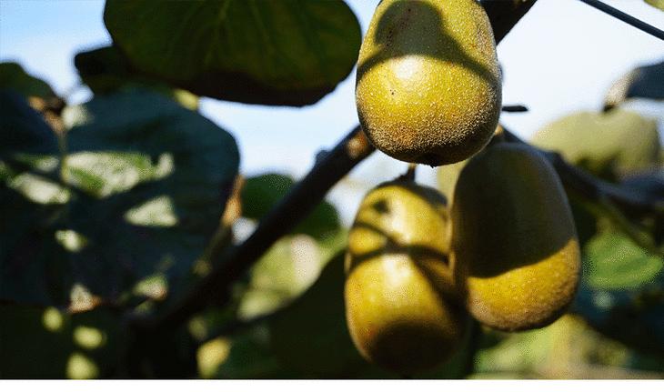 丹棱应季水果有什么,丹棱哪种水果最好