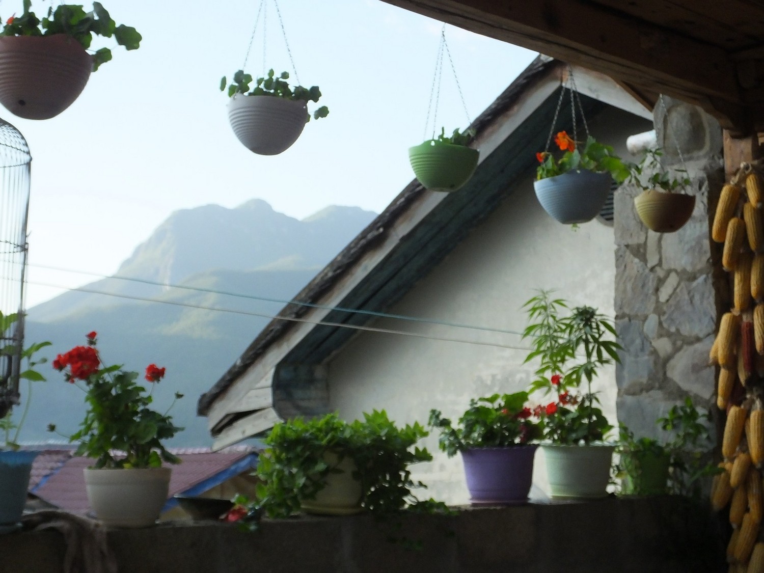 泸亚东线沿途风景,泸亚线穿越原始森林