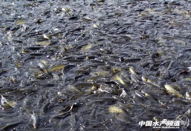 跑鱼炸窝处理方法,鱼块炸黑了怎么补救最快