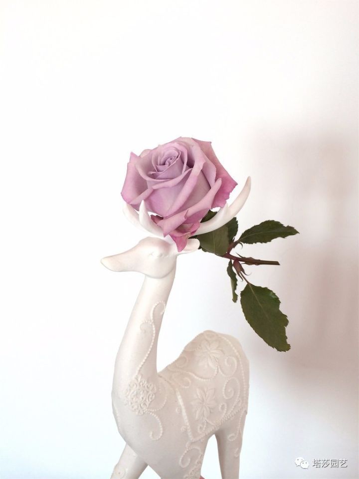 蓝紫色月季无刺品种有哪些,枝条细弱蓝紫色月季品种