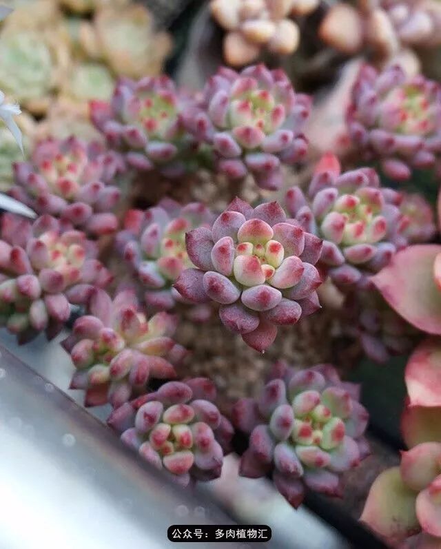 只有见过韩国肉友的阳台，才知道什么叫做物尽其用！