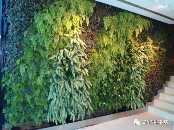 陕西休闲场所植物墙设计,河北休闲场所植物墙施工