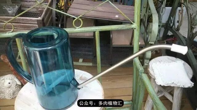 韩国如何养多肉,家庭养多肉用什么施肥