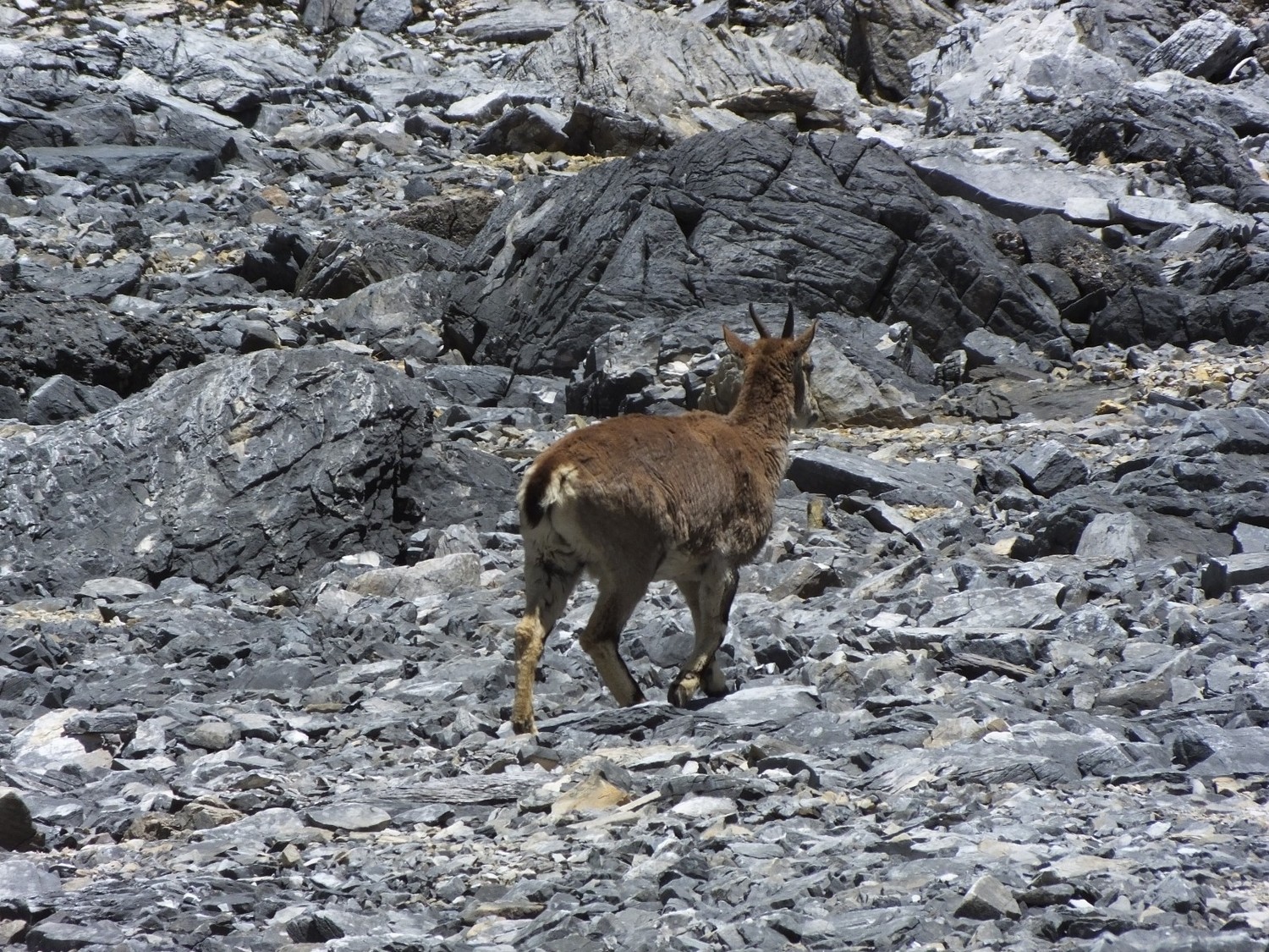泸亚东线沿途风景,泸亚线穿越原始森林