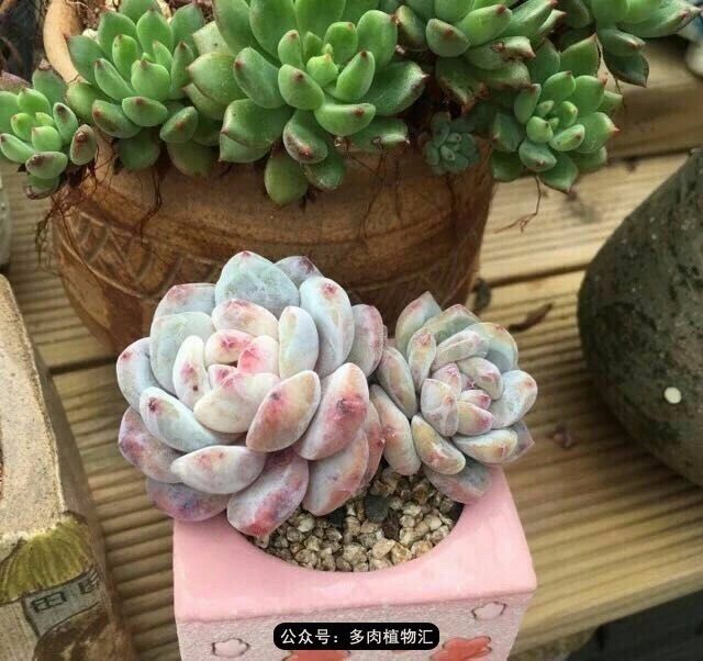 只有见过韩国肉友的阳台,才知道什么叫做物尽其用!