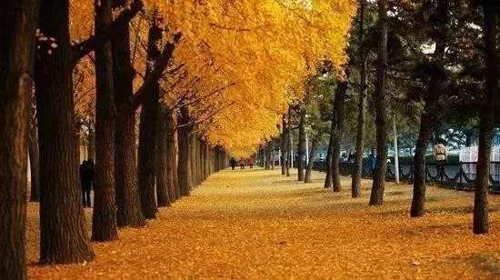 郁达夫故都的秋视频,郁达夫故都的秋