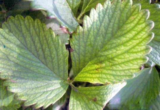 草莓缺素高清详解收藏版,草莓缺素高清详解