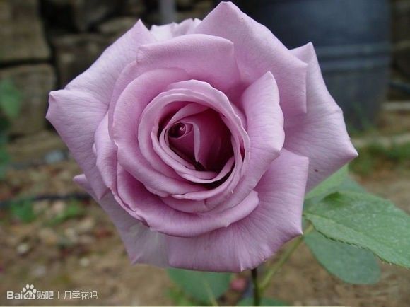 蓝紫色的爬藤月季有哪些品种,天狼蓝紫色月季哪款最优秀