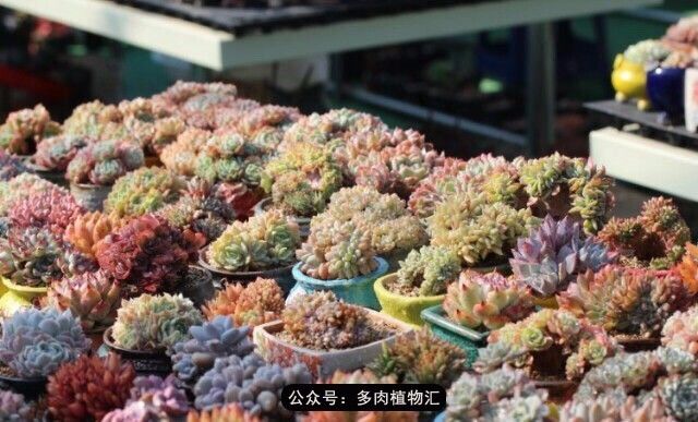 只有见过韩国肉友的阳台，才知道什么叫做物尽其用！