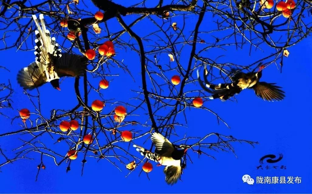 康县美丽的秋天,新县醉美秋景