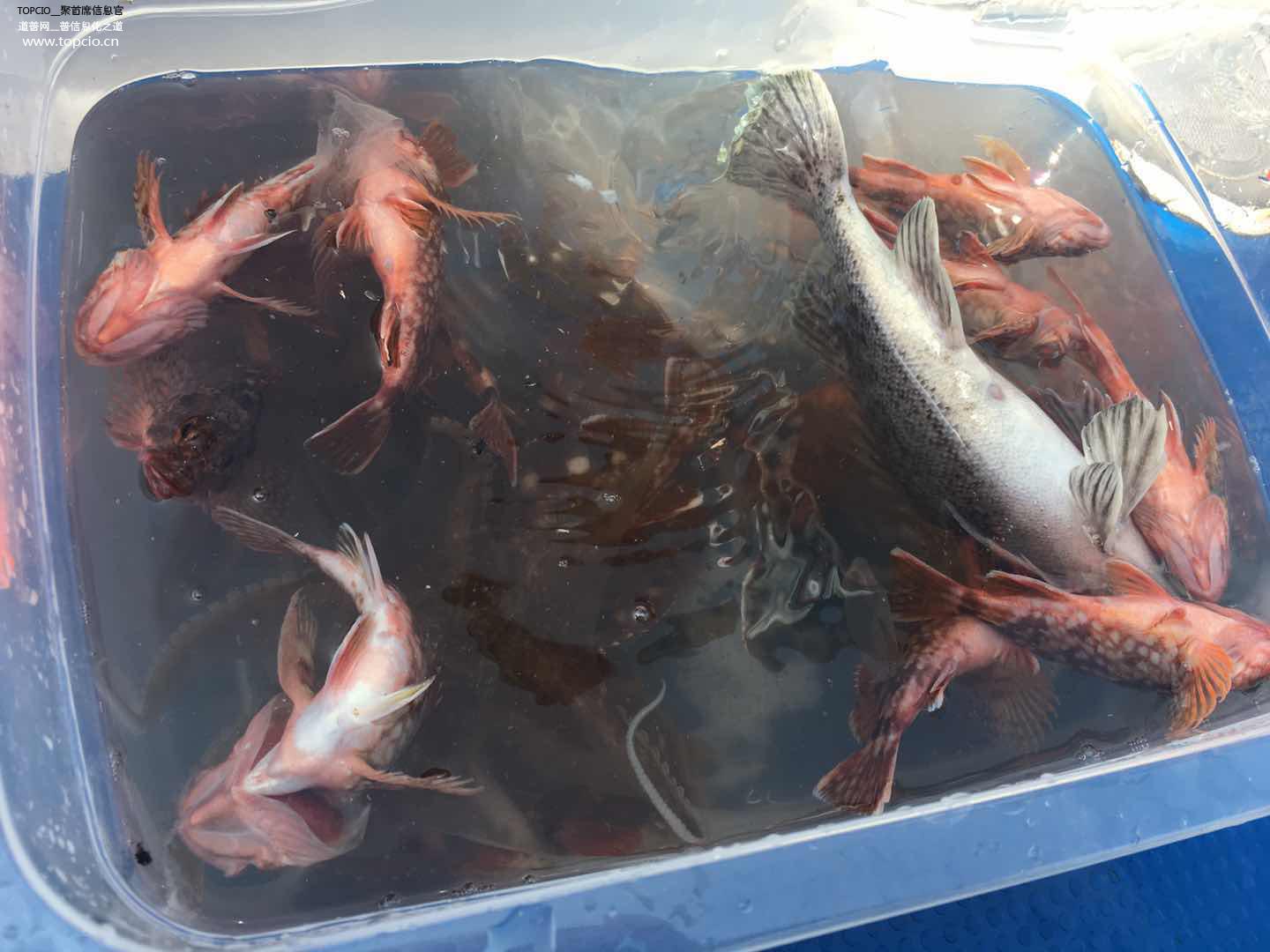 灞变笢cio骞翠細,cio鏅哄簱